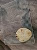 Naan on the cooling rack